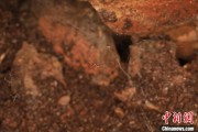 免费算卦江西发现蜘蛛新物种 为研究呵叻蛛属适应区域提供依据