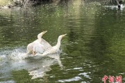 免费算卦吉林：罕见白鸬鹚连续两年“故地重游”