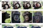 免费算卦国际最新研究：机器人“打哈欠” 黑猩猩被传染